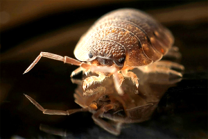Bedbugs Removal Service