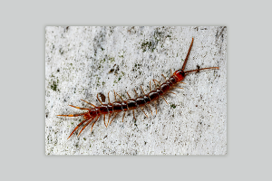 Centipedes Removal Service