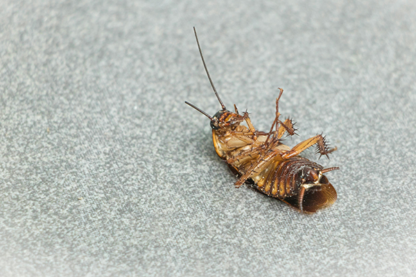 Cockroaches Removal Service