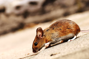 Rodents mice rat removal service